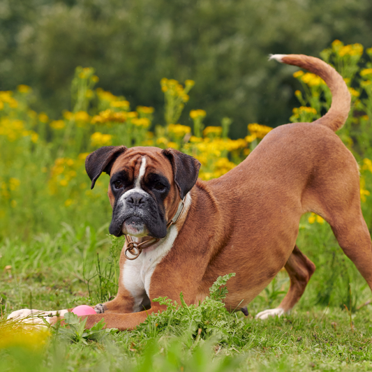 Cómo elegir el mejor pienso para tu perro según su raza y edad