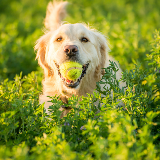 Obesidad y sobrepeso en perros y gatos