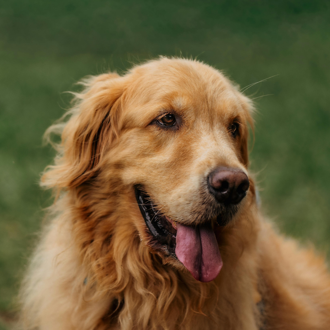 ¿Tu perro bebe agua, pero sigue deshidratado?