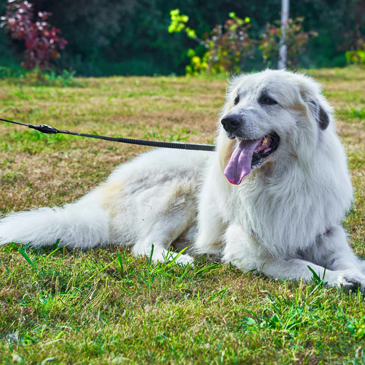 Perro feliz y con más energía para competir