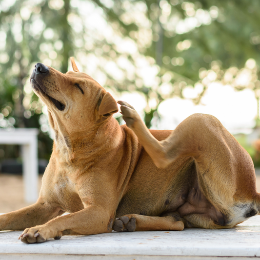 La alimentación puede ser el problema para tu perro