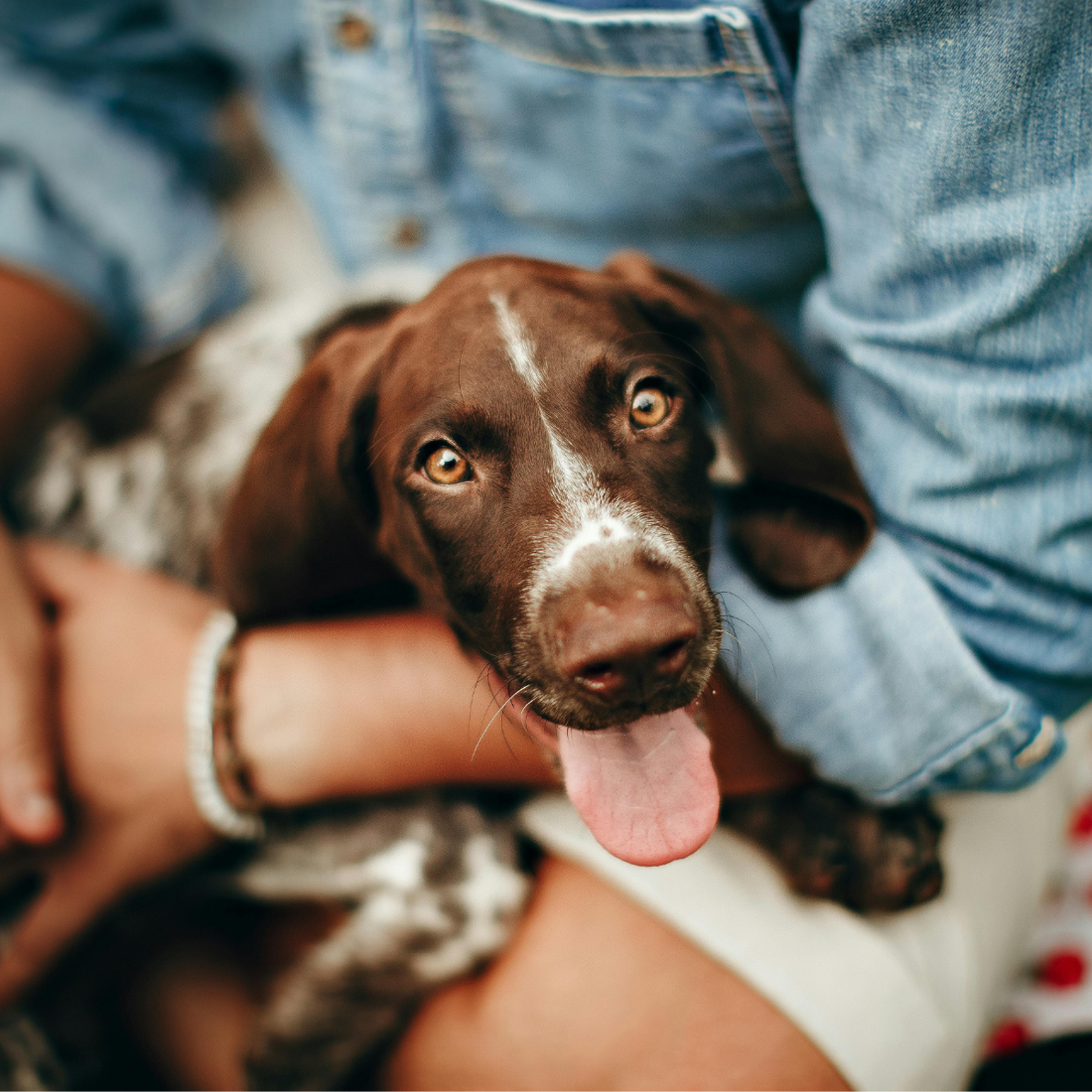 ¿Cuál es el mejor pienso para cachorros? Lo que muchos dueños descubren demasiado tarde