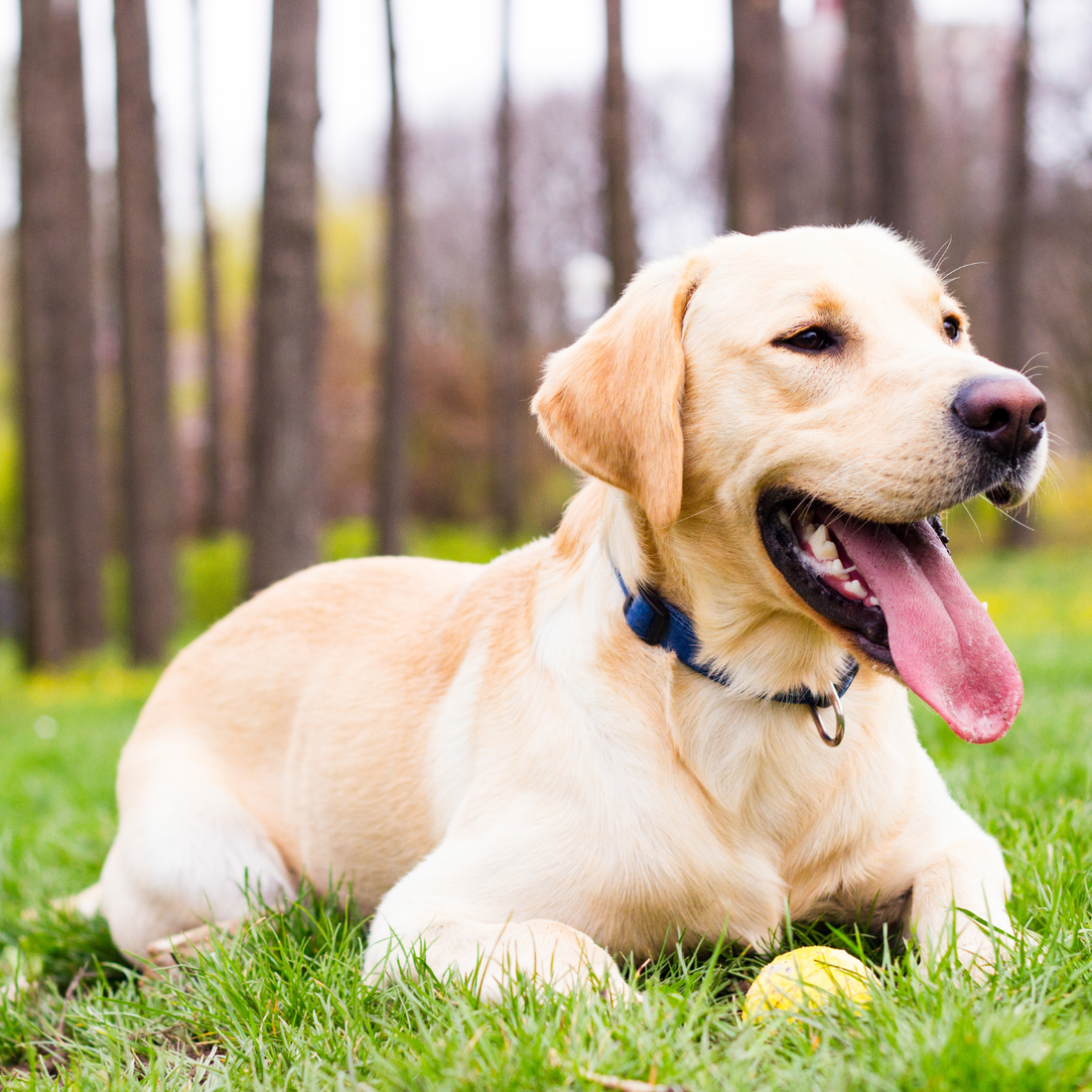 Alimentos prohibidos para perros.