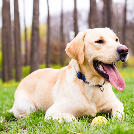 Alimentos prohibidos para perros.