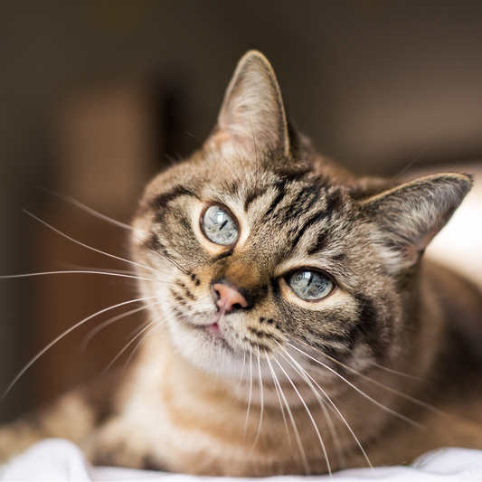 Alimentación natural para gatos