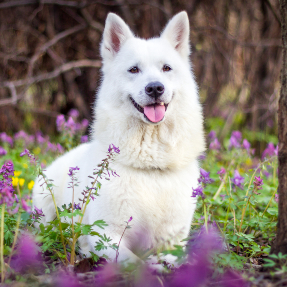 Dieta BARF para perros
