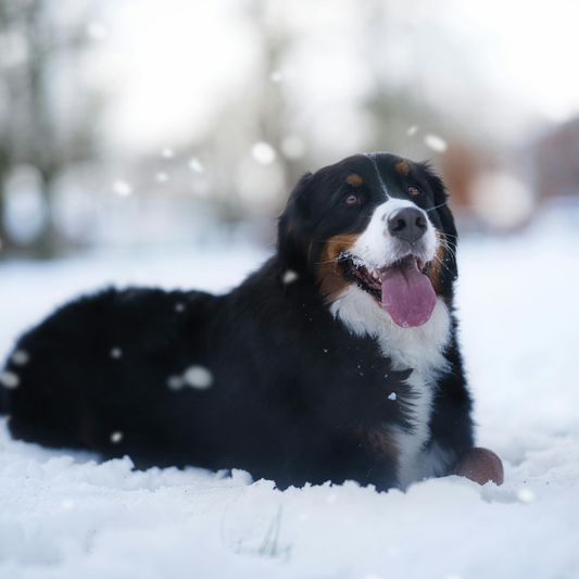 Cómo mejorar la energía de tu perro sin cambiar su rutina diaria