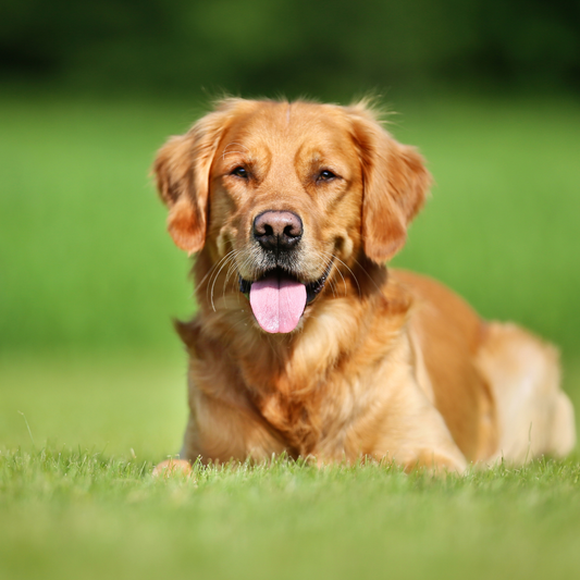 Perro con una diferente alimentación