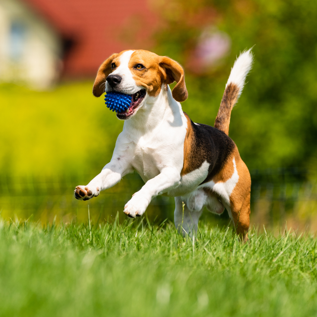 Perro contento con una buena alimentación