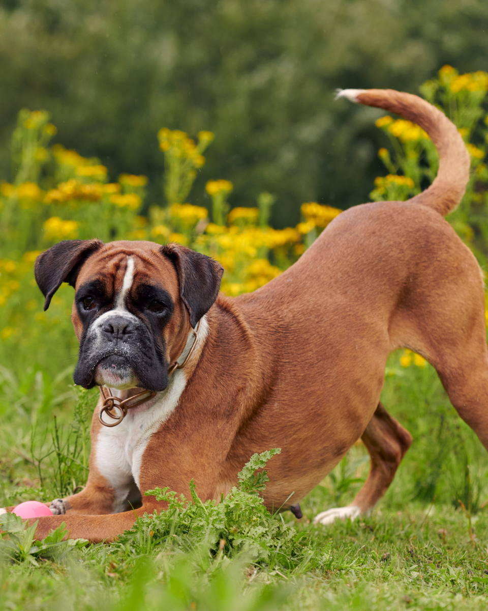 Cómo elegir el mejor pienso para tu perro según su raza y edad