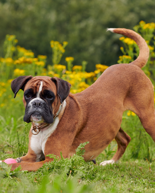 Cómo elegir el mejor pienso para tu perro según su raza y edad