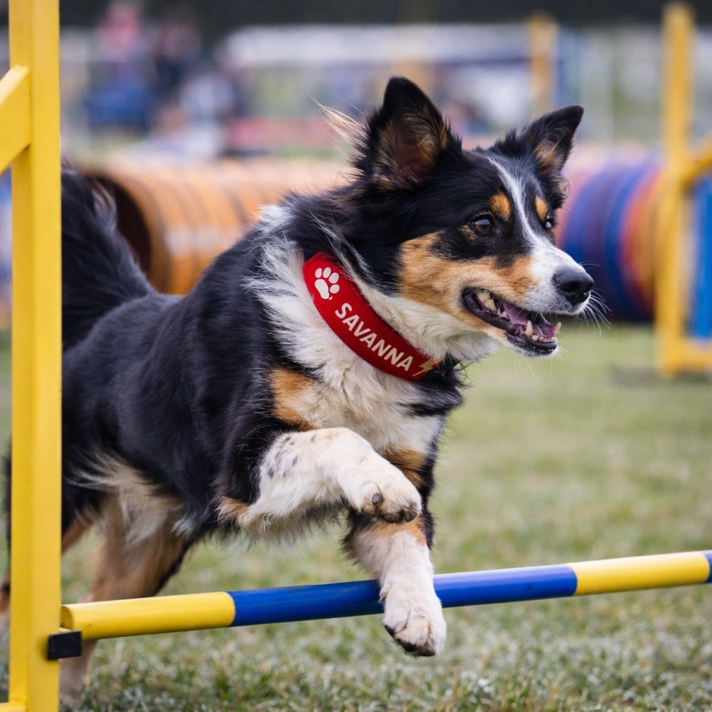 savanna alta energia competicion